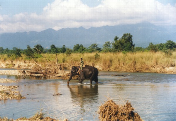 Chitwan [1/11/99]