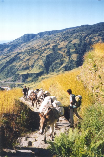 Mule train, Siklis to Laamokhet [24/10/99]