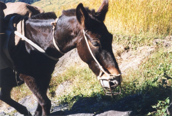 Siklis to Laamokhet [24/10/99]