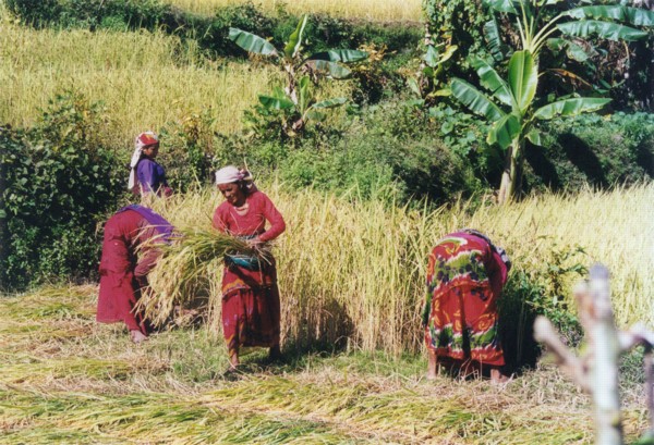 Harvesting rice near Siklis [25/10/99]